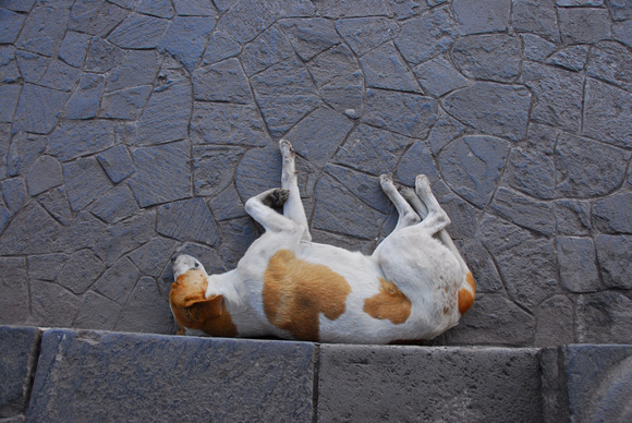 Napping Cuzco dog